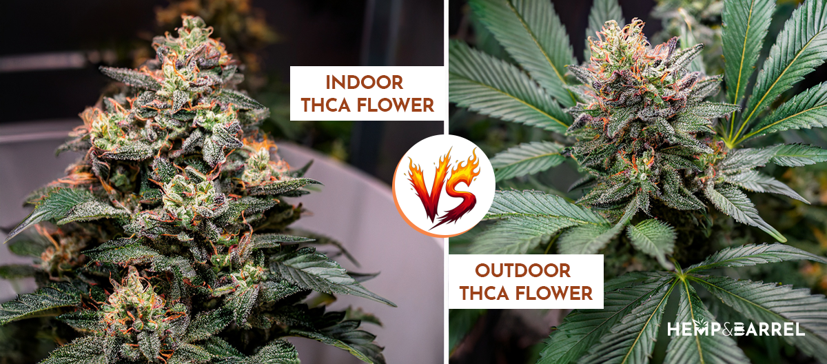 Indoor vs Outdoor THCA Flower: Potency, Flavor  Value Explained