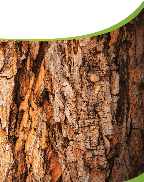 Tree Removal Weaverville NC: Safe, Thoughtful Solutions for a Changing Landscape