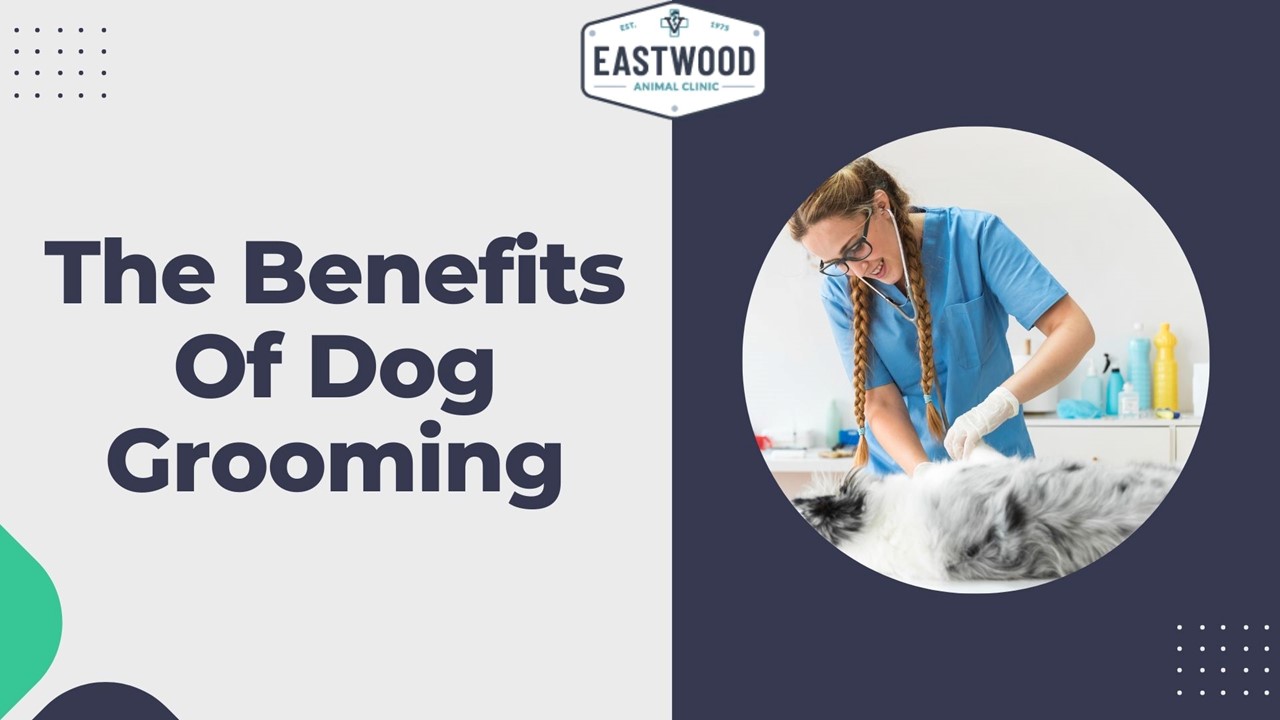 The Benefits of Dog Grooming presentation | free to download