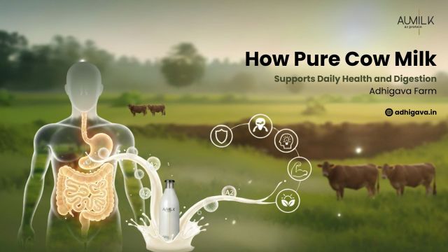 How Pure Cow Milk Supports Daily Health and Digestion – Adhigava Farm – @adhigava on Tumblr