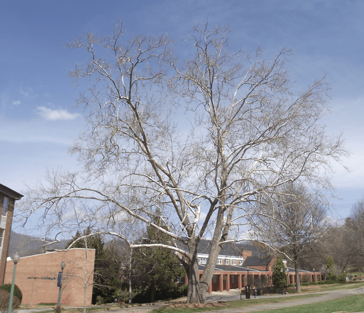 Why Hiring a Professional Arborist in Hendersonville, NC Matters More Than You Think – Organic Tree Services