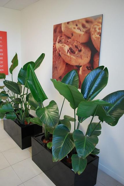 Indoor Plants Hire: Transform Your Space with the Best Indoor Plants | Luwasa Indoor Plant Hire