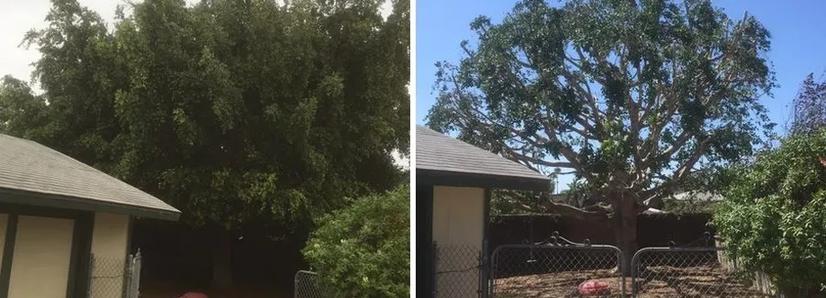 All Access Tree Care Profile Picture