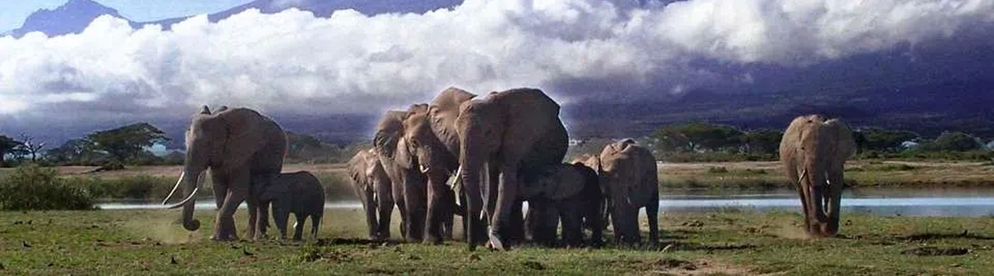 Explorer Kenya Safaris Cover Image