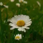 fahin nihaf Profile Picture