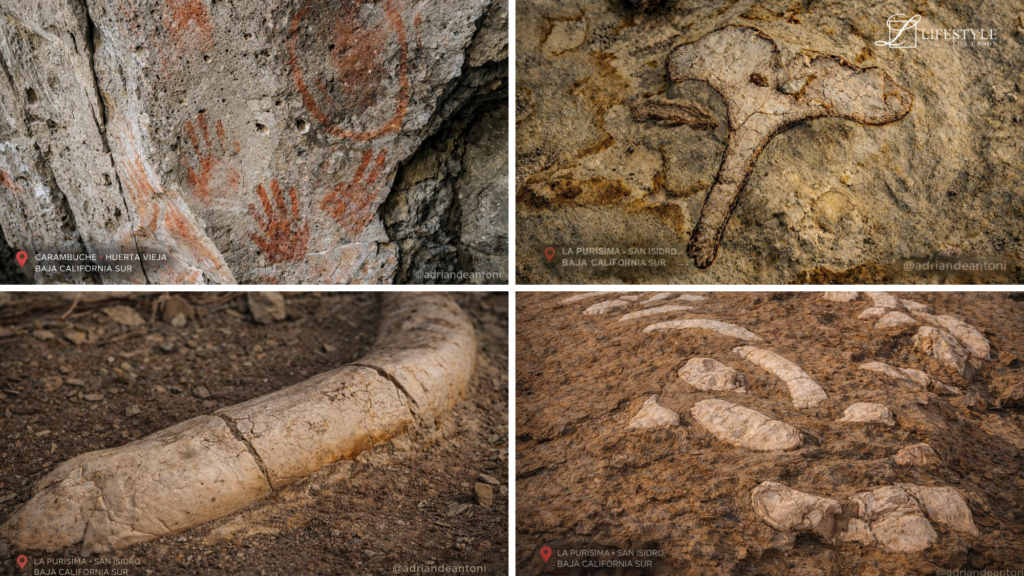 Paleontological Wealth in Baja California Sur – The Energy of Our Ancient Lands - LIFESTYLE Villas LLC  LV Cabo S.A. de C.V.