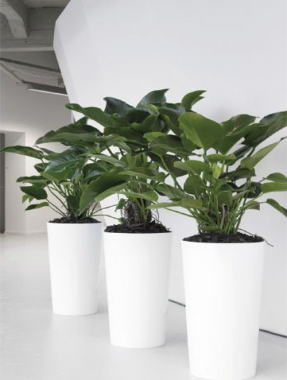 Buy Indoor Plants Melbourne for Fresh and Green Interiors - Foliage ...