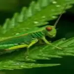grasshoppercanna Profile Picture